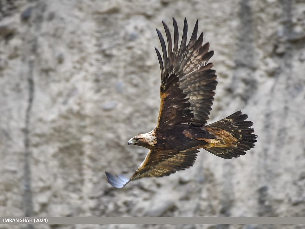Golden Eagle — photo 1