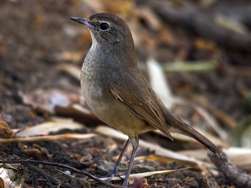 Himalayan Rubythroat