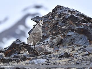 Ram Chukor — photo 4