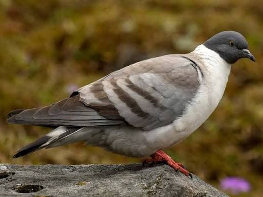 Snow Pigeon — photo 2