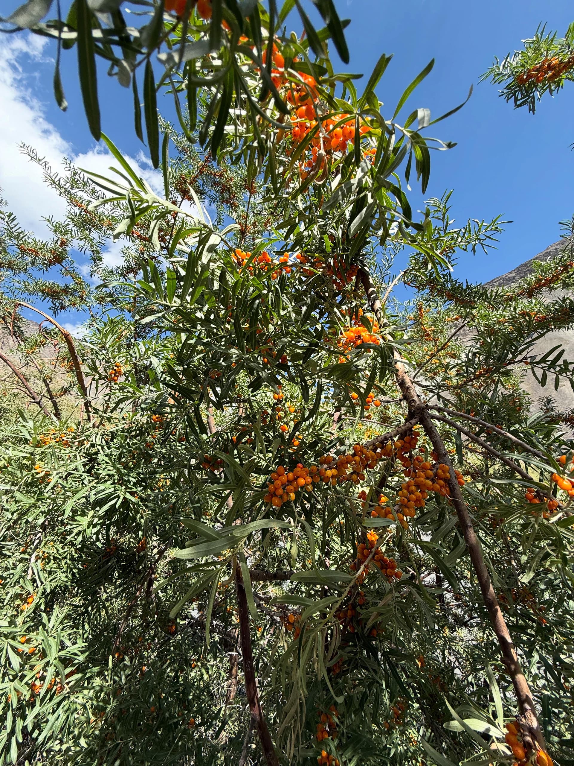 Sea Buckthorn