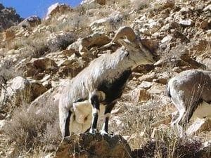 Blue Sheep (Bharal)