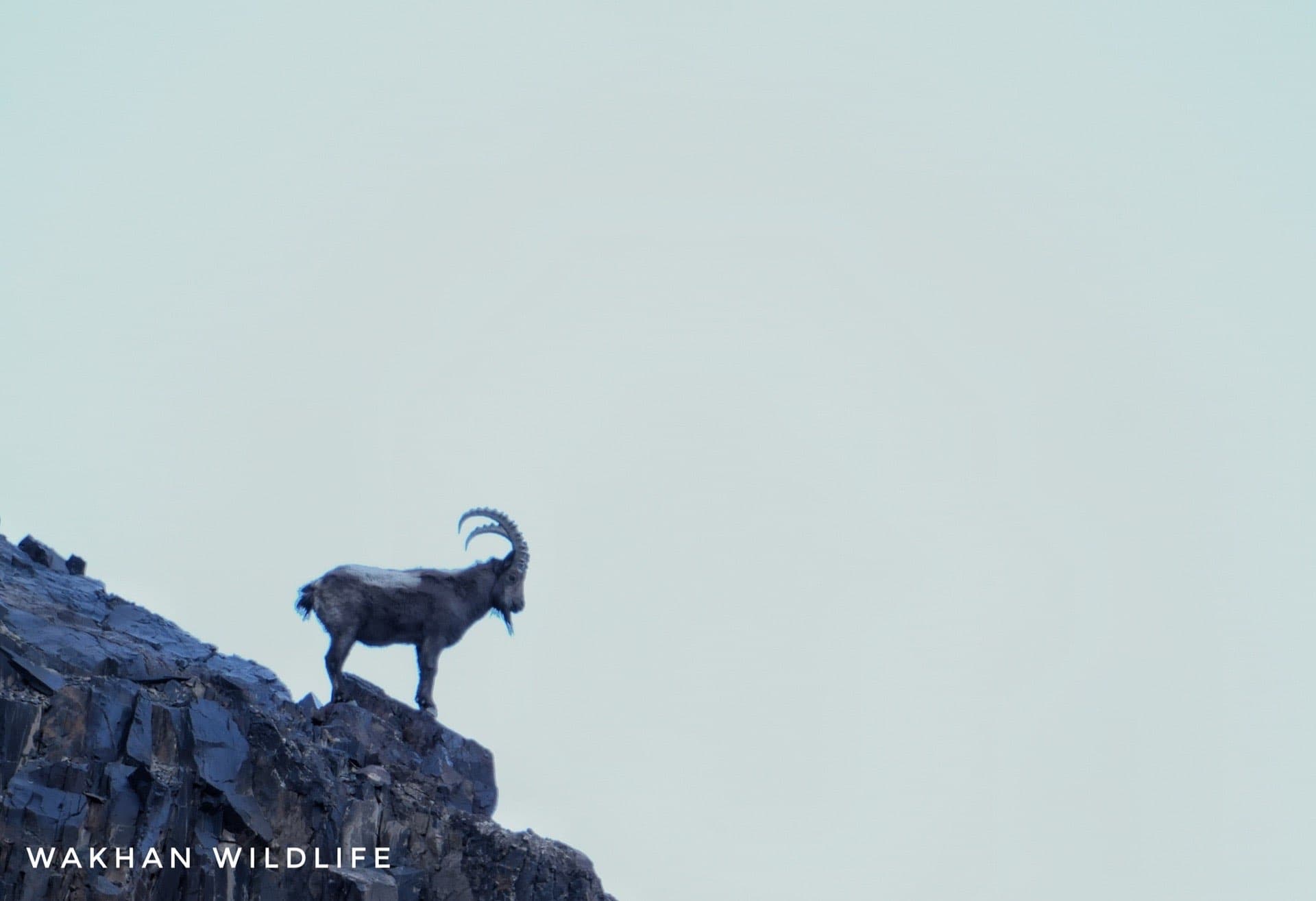 Himalayan Ibex